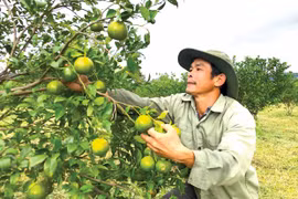 Kông Chro vừa chống dịch vừa phát triển kinh tế