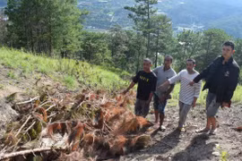 Lâm Đồng: Xác định được nhóm phá rừng thông 3 lá gần đèo Prenn