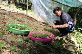 Hiện thực hóa "giấc mơ sâm"