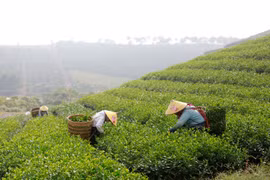 Du lịch Lâm Đồng không chỉ có Đà Lạt