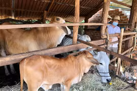 Lai tạo giống gia súc bước đột phá trong chăn nuôi nông hộ