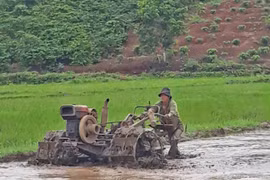 Hỗ trợ hơn 2,2 tấn lúa giống Lộc Trời 1 cho người dân