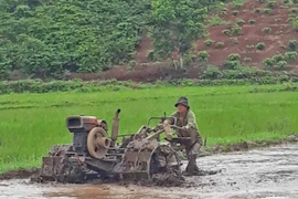 Hỗ trợ hơn 2,2 tấn lúa giống Lộc Trời 1 cho người dân