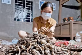 Người dân vùng biên trúng mùa nấm mối