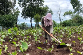 Chuyện "đồng áng" trên núi lửa Chư Đang Ya