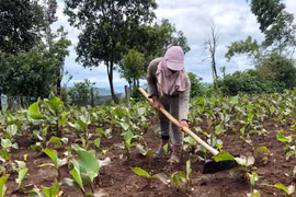 Chuyện "đồng áng" trên núi lửa Chư Đang Ya