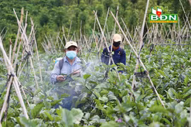 Trồng cà tím Nhật Bản, nông dân Đắk Nông bán cho ai mà hái cả trăm tấn trái vẫn không lo dội chợ?