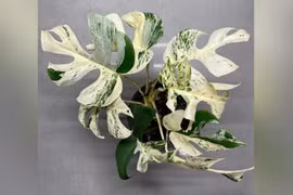 Cây trầu bà đột biến bán được giá gần 443 triệu đồng ở New Zealand