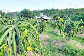 Thanh long vỏ vàng ruột thạch bén đất Pleiku