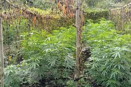 Đắk Nông: Phát hiện vụ trồng trái phép hơn 200 cây cần sa trong rẫy