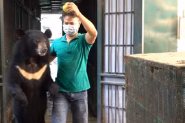 Cứu hộ 4 con gấu cuối cùng tại Rạp xiếc Trung ương