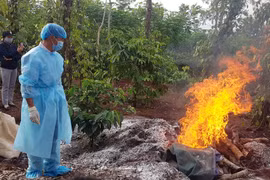 Huyện Cư Kuin: Công bố dịch bệnh viêm da nổi cục trên trâu, bò