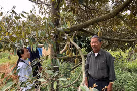 Toàn tỉnh có 218.232 ha cây trồng theo tiêu chuẩn