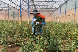 Đắk Nông: Trai làng bỏ việc lương cao ở Nhật Bản về quê trồng thứ hoa chi chít gai thu gần 1 tỷ mỗi năm