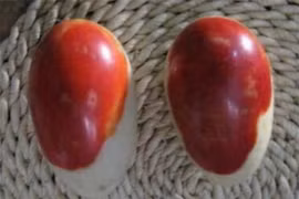 Lên núi lấy măng, ông nông dân vô tình đào trúng hai quả trứng, ngờ đâu chuyên gia định giá 2,8 tỷ đồng