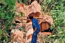 Kông Chro: Khởi tố 4 đối tượng khai thác trái phép hơn 28 m3 gỗ