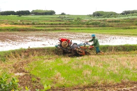 An Khê: Ưu tiên giống lúa ngắn ngày để tránh mưa bão