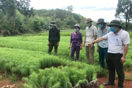 Gia Lai: Khẩn trương trồng mới 8.000 ha rừng