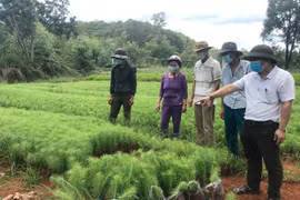 Gia Lai: Khẩn trương trồng mới 8.000 ha rừng