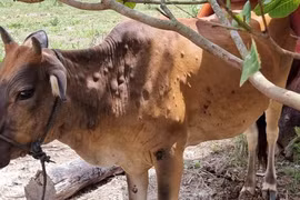 Nông dân Kon Tum thiệt hại nặng vì trâu bò bị dịch bệnh, chết hàng loạt