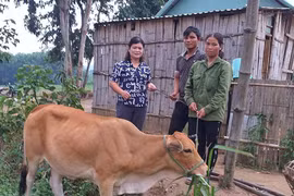 Trao phương tiện sinh kế cho phụ nữ nghèo