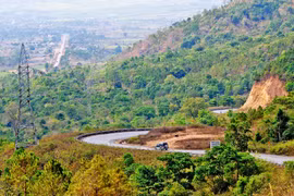 Người trồng rừng lãng mạn