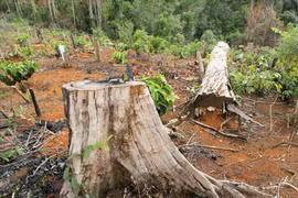 Rừng tự nhiên ở Đắk Nông - vỏ rừng, ruột rẫy