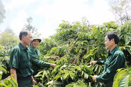 Cựu chiến binh Ia Grai xung kích trên mặt trận giảm nghèo