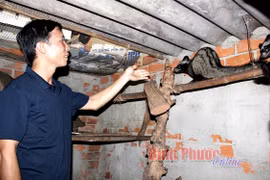 Bình Phước: Kỹ sư bỏ phố về quê, đã có lúc chán nản định buông xuôi, ai ngờ phát tài nhờ nuôi loài thú này