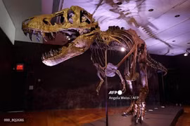 Phát hiện mới về lực cắn của khủng long bạo chúa chưa trưởng thành