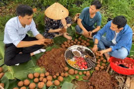 Độc đáo tái sinh rừng bằng "bom hạt giống"