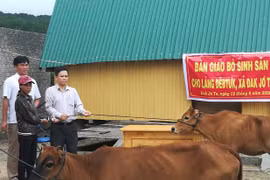 Mang Yang hỗ trợ nông dân phát triển sản xuất