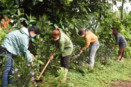 Phụ nữ tích cực hưởng ứng trồng 1 tỷ cây xanh