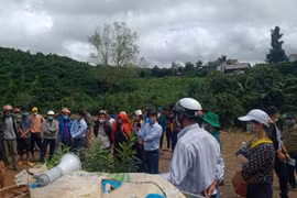 Lâm Đồng: Trồng mắc ca theo hướng an toàn sinh học, nông dân nâng cao chất lượng nông sản