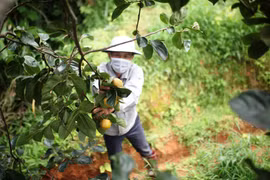 Mùa hồng Dran lại về