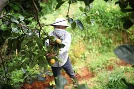 Mùa hồng Dran lại về