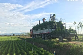 Nông dân Ia Trok thua lỗ vì rau ngót