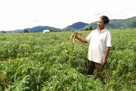 Krông Pa nỗ lực khống chế bệnh khảm lá mì