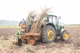 Thành Thành Công Gia Lai: Đầu tư phát triển vùng nguyên liệu