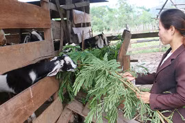 Năm 2025, phấn đấu mức thu nhập bình quân của người DTTS tăng trên 2 lần so với năm 2020