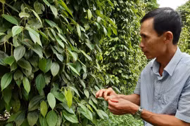 Tiêu đen hữu cơ Linh Nham vươn ra thị trường quốc tế