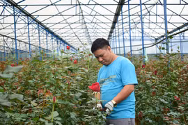 Hoa hồng tăng giá mạnh cận lễ 20/10