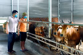 Chư Sê: Tăng đàn bò phục vụ thị trường cuối năm