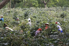 Nông dân "khóc ròng" vì cà phê… được mùa, được giá