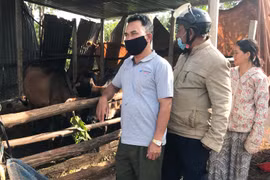 Gia Lai: 123 xã, phường, thị trấn không còn gia súc mắc bệnh viêm da nổi cục