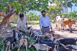 Người đầu tiên nuôi dê đàn ở Chư Drăng