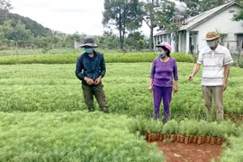 Rà soát, quy hoạch để phát triển rừng bền vững - Kỳ cuối: Cơ hội phát triển kinh tế lâm nghiệp