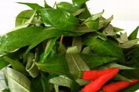 Rau răm, trứng vịt lộn và nhiều công dụng bất ngờ khác với sức khoẻ