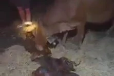 Kỳ lạ bò đẻ 3 con, nhiều người dân hiếu kỳ kéo đến xem