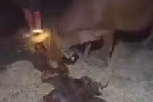 Kỳ lạ bò đẻ 3 con, nhiều người dân hiếu kỳ kéo đến xem